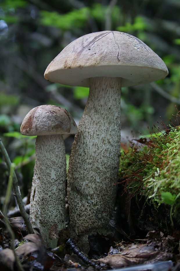 kozák topoľový Leccinum duriusculum (Schulzer ex Kalchbr.) Singer