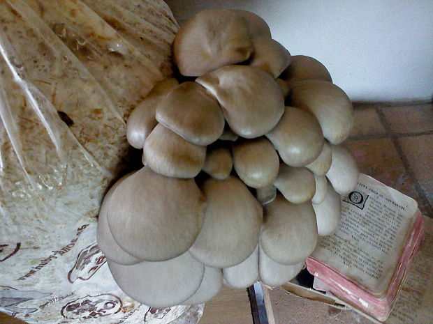 hliva ustricovitá Pleurotus ostreatus (Jacq.) P. Kumm.