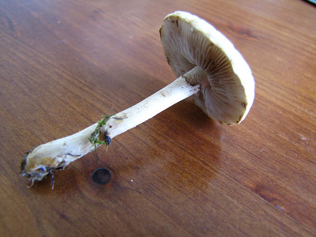 poľnička Agrocybe sp.