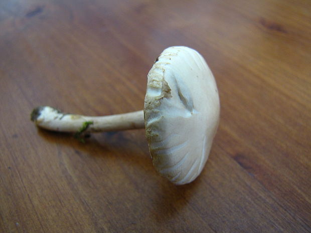 poľnička Agrocybe sp.