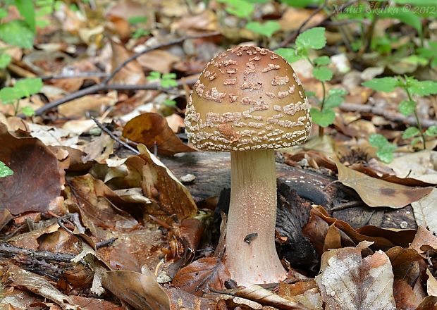 muchotrávka červenkastá Amanita rubescens Pers.