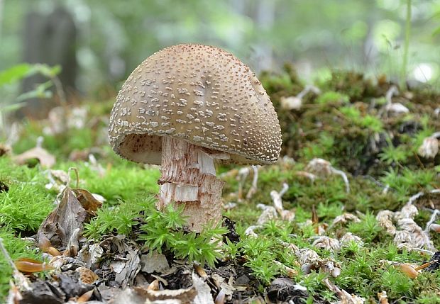 muchotrávka červenkastá Amanita rubescens Pers.