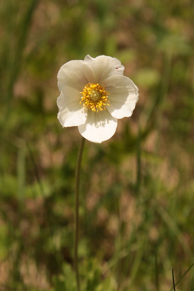 veternica lesná Anemone sylvestris L.