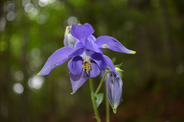 orlíček obyčajný  Aquilegia vulgaris L.