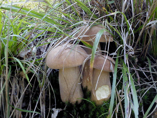 hríb dubový Boletus reticulatus Schaeff.