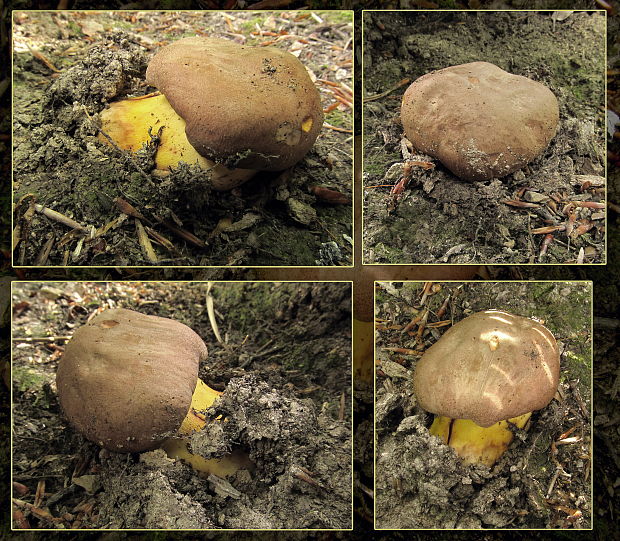 hríb príveskatý Butyriboletus appendiculatus (Schaeff. ex Fr.) Secr.