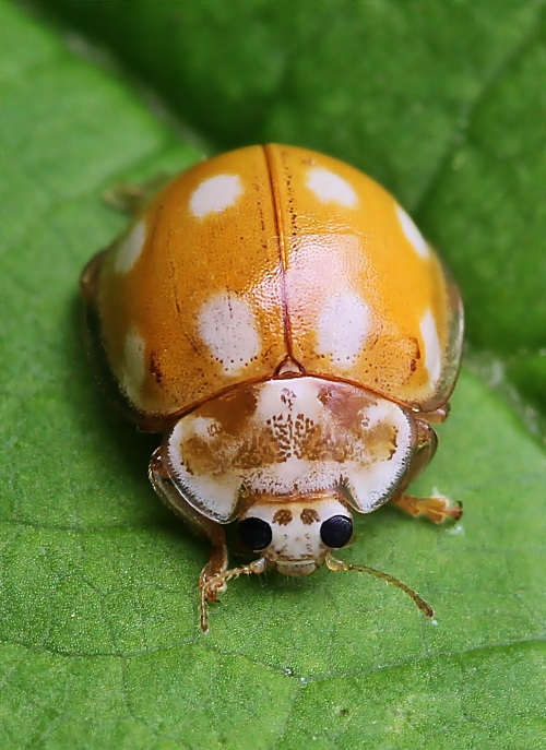 lienka Calvia decemguttata