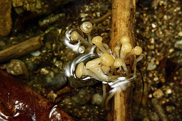 vodnička obyčajná Cudoniella clavus (Alb. & Schwein.) Dennis