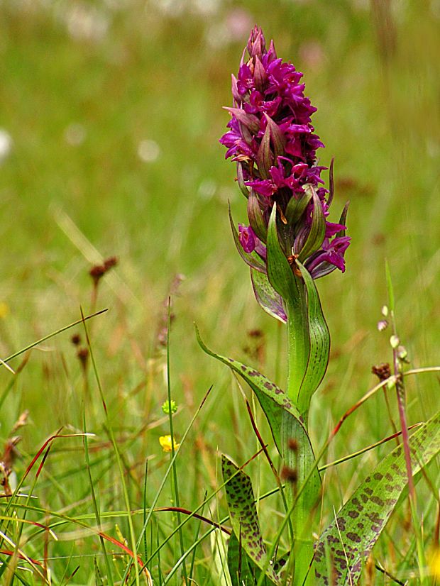 vstavačovec májový pravý-prstnatec májový pravý Dactylorhiza majalis subsp. majalis (Reincherb.) Hunt & Summerh.