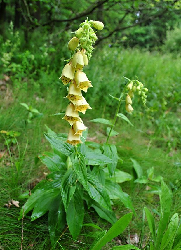 náprstník veľkokvetý Digitalis grandiflora Mill.