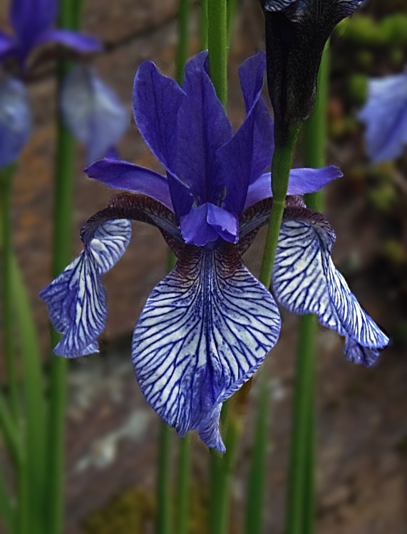 kosatec sibírsky Iris sibirica L.