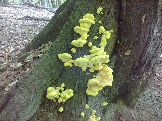 sírovec obyčajný Laetiporus sulphureus (Bull.) Murrill