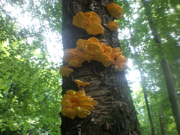 sírovec obyčajný Laetiporus sulphureus (Bull.) Murrill