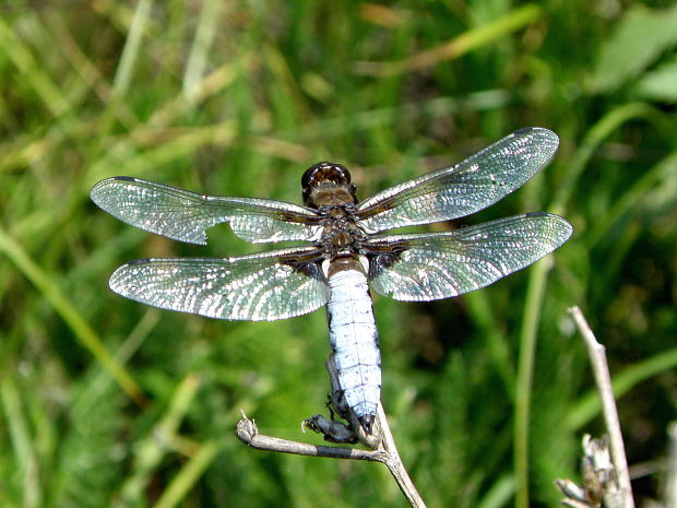 vážka ploská Libellula depressa  Linnaeus, 1758