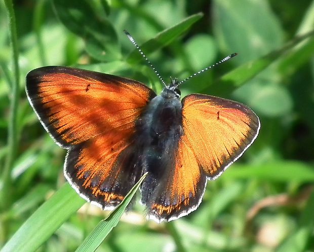 ohniváčik štiavový  Lycaena hippothoe