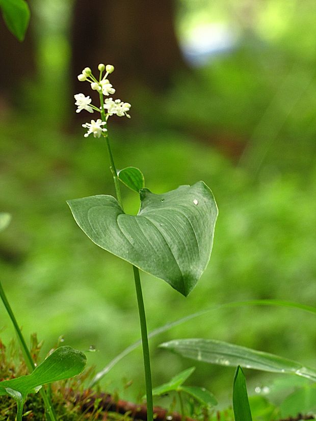 tôňovka dvojlistá-pstroček dvoulistý  Maianthemum bifolium (L.) F. W. Schmidt