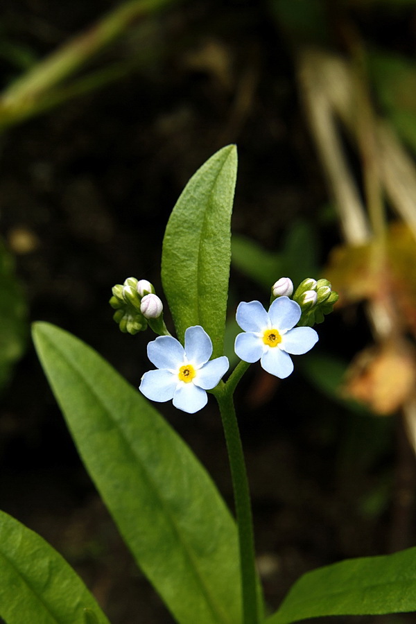 nezábudka močiarna Myosotis scorpioides L.