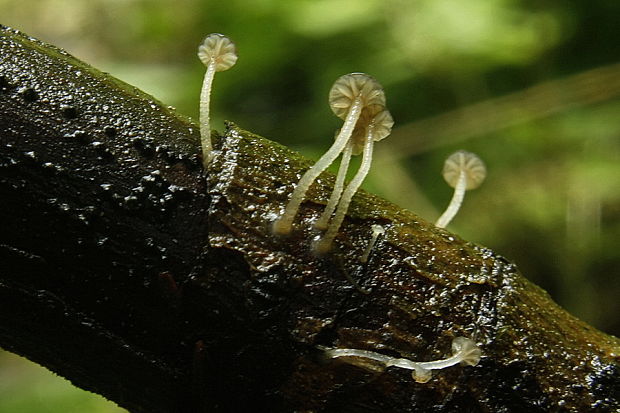 prilbička tenkohlúbiková Phloeomana speirea (Fr.) Redhead