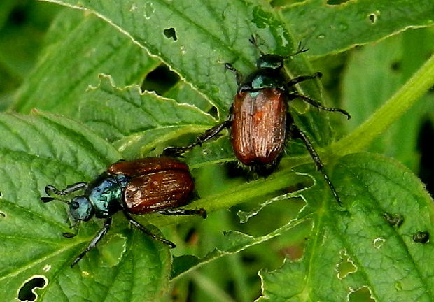 chrústovec záhradný Phyllopertha horticola