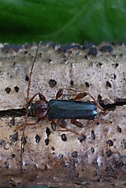 tesařík skladištní Phymatodes testaceus