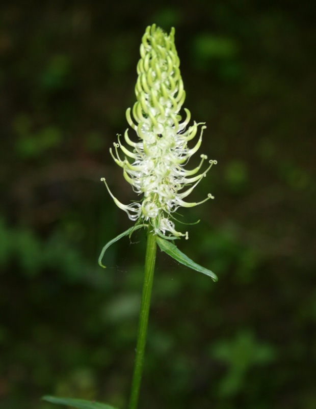 zerva klasnatá Phyteuma spicatum L.