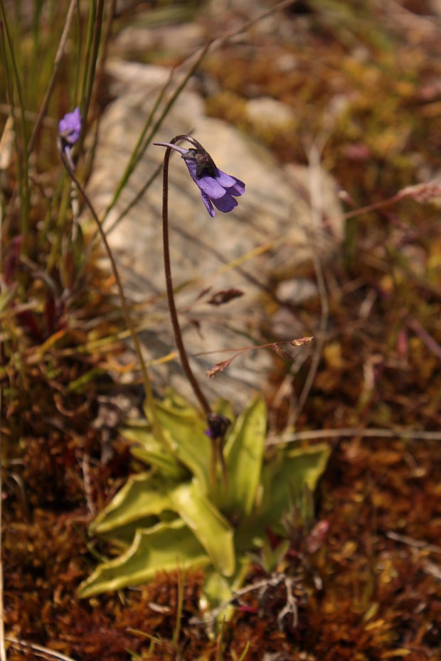 tučnica obyčajná Pinguicula vulgaris L.