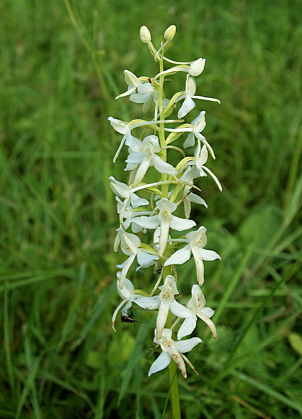 vemenník dvojlistý Platanthera bifolia (L.) Rich.