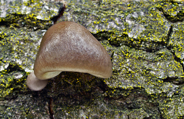 hliva závojová Pleurotus calyptratus (Lindblad ex Fr.) Sacc.