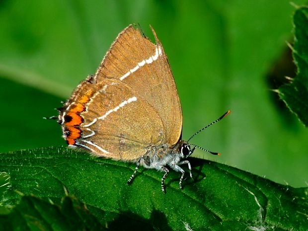 ostrôžkár brestový Satyrium w-album