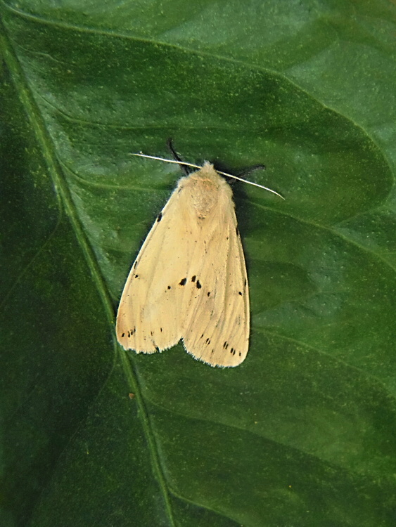 spriadač bazový Spilosoma lutea