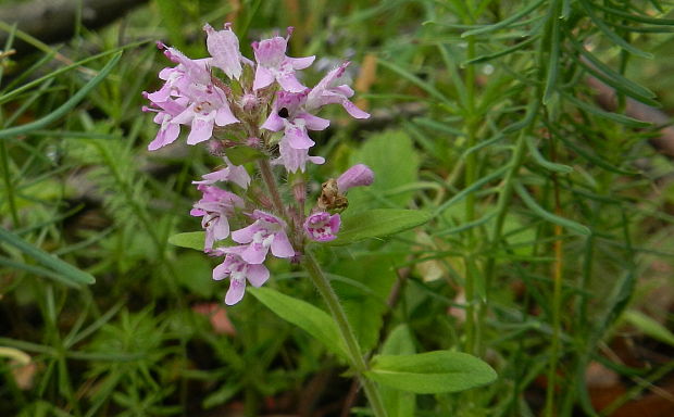 dúška Thymus sp.