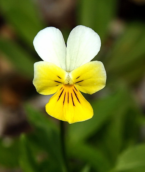 fialka roľná Viola arvensis Murray