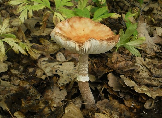 muchotrávka červenkastá Amanita rubescens Pers.