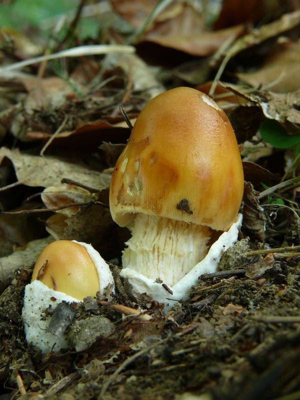 muchotrávka Amanita sp.