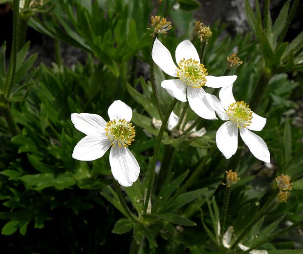 veternica narcisokvetá Anemone narcissiflora L.