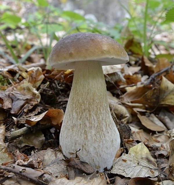 hríb smrekový Boletus edulis Bull.