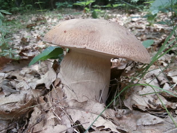 hríb dubový Boletus reticulatus Schaeff.