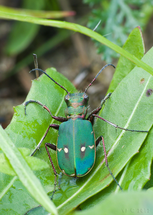 svižník poľný  Cicindela campestris