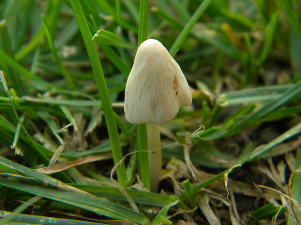 kapucňovec mliečny Conocybe apala (Fr.) Arnolds