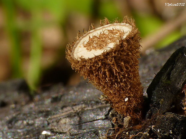 čiaškovec pásikavý Cyathus striatus (Huds.) Willd.