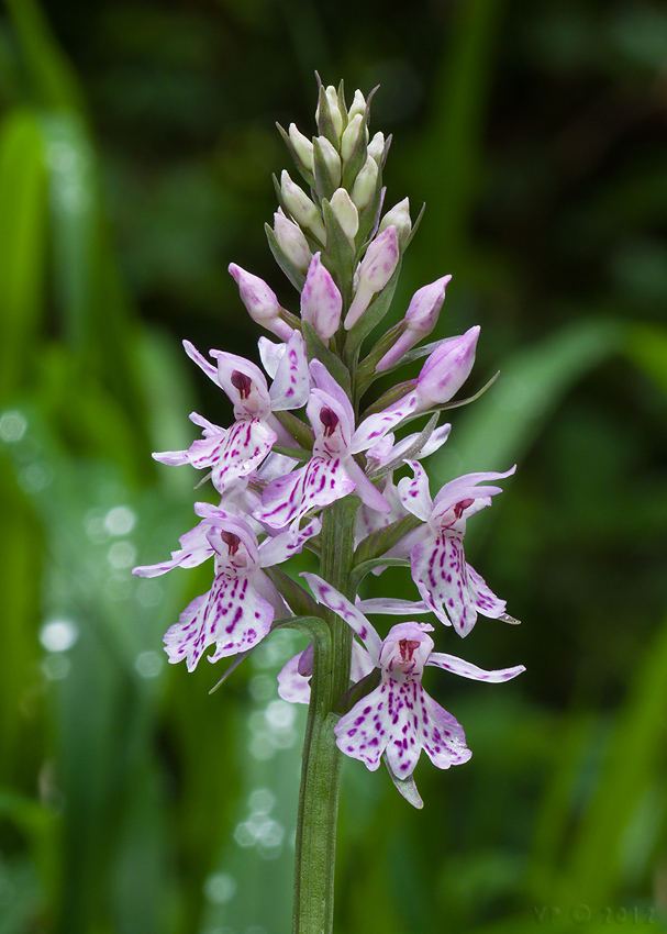 vstavačovec fuchsov pravý Dactylorhiza fuchsii subsp. fuchsii (Druce) Soó