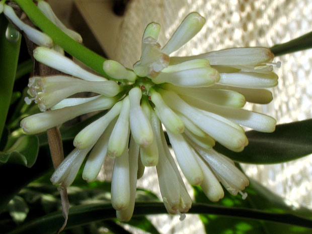 Dracena - detail kvetu ráno Dracena fragrans