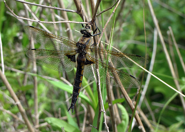 vážka Epitheca bimaculata