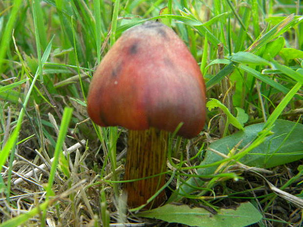 lúčnica kužeľovitá pieskomilná Hygrocybe conica (Schaeff.) P. Kumm.