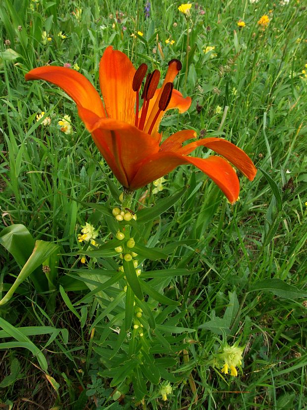 ľalia cibuľkonosná Lilium bulbiferum L.