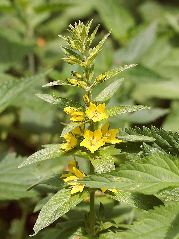 čerkáč bodkovaný Lysimachia punctata L.