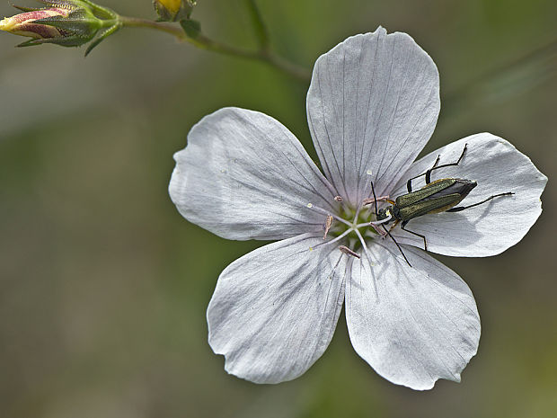 stehnáč Oedemera flavipes