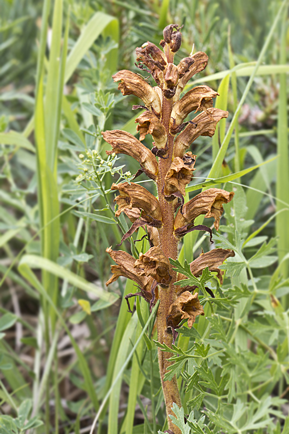 záraza žltá Orobanche lutea Baumg.