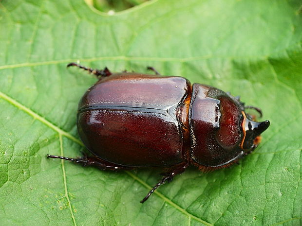 nosorožtek obyčajný Oryctes nasicornis