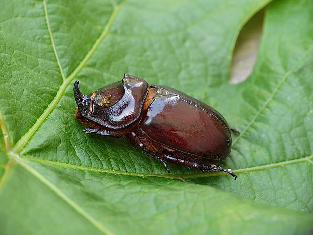 nosorožtek obyčajný Oryctes nasicornis